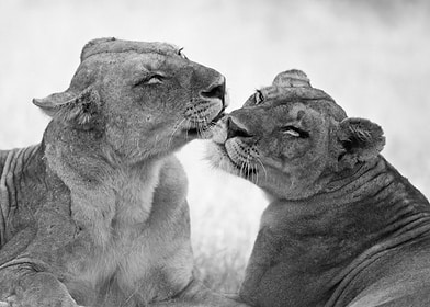 Black And Red-preview-1