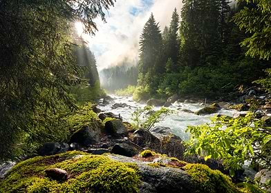 Enchanted Forest-preview-2