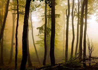 Enchanted Forest-preview-3