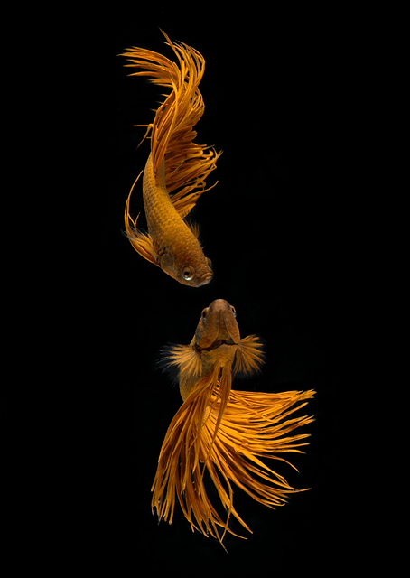 Two Golden Fish / PLATINA