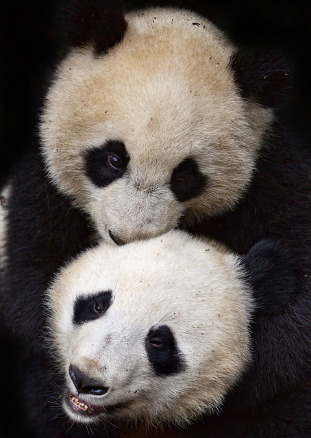 Panda Friends / PLATINA