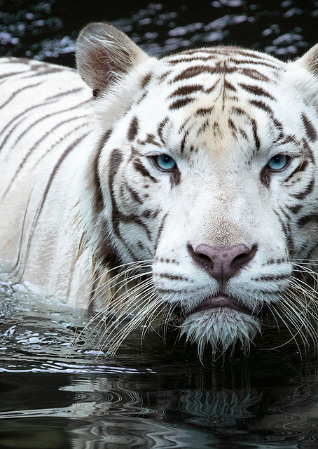 His Majesty White Tiger / PLATINA