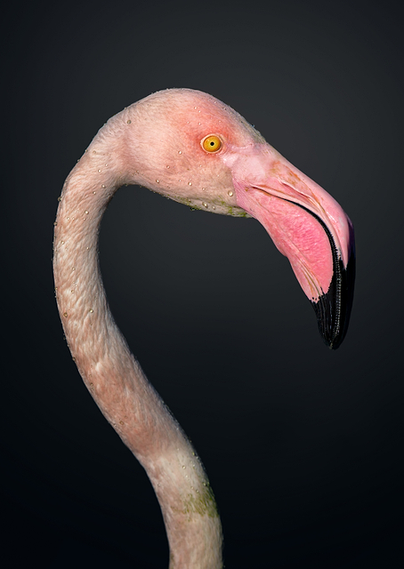 Distinguished Flamingo / PLATINA