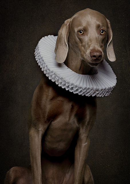Renaissance Dog / PLATINA