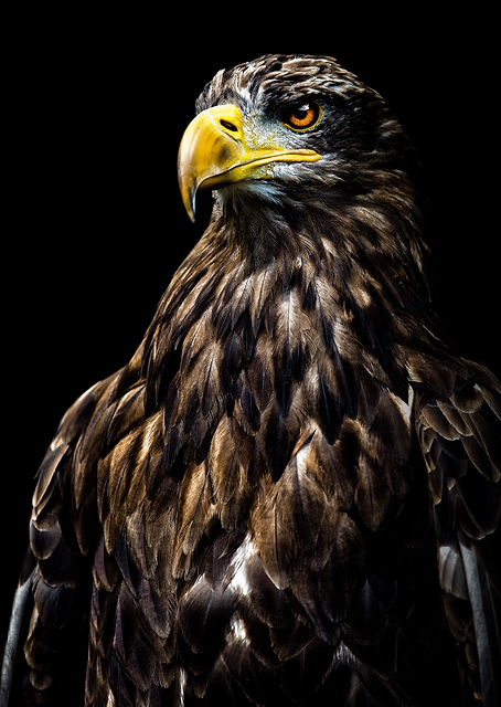 Proud Eagle / PLATINA