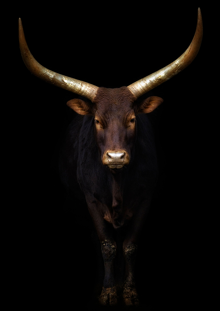 Horned Watusi / PLATINA