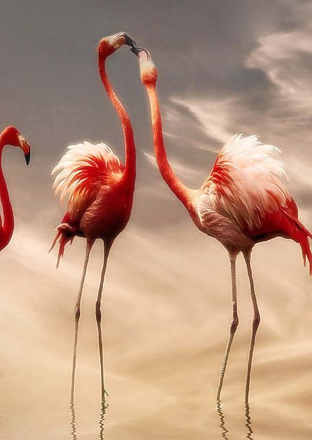 Flamingos against the sky / PLATINA