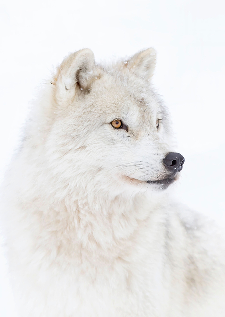 Arctic Wolf / PLATINA