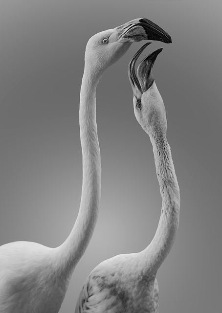 Flamingo Kiss / PLATINA