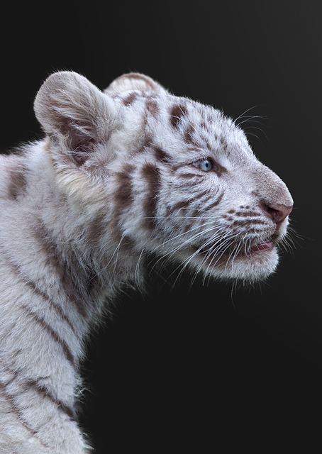 White Tiger Baby / PLATINA