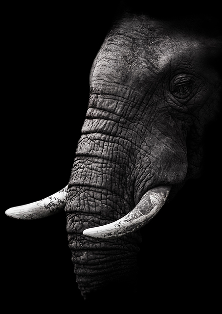 Wise Elephant / PLATINA