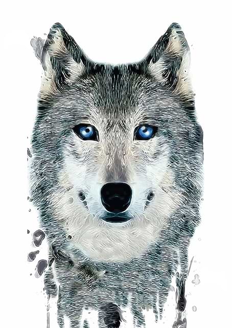 Wolf Face Close Up / platina