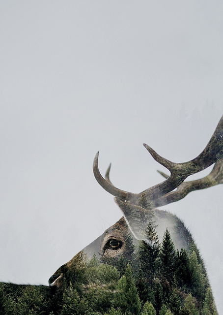 Forest Deer / PLATINA
