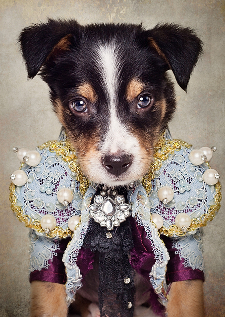 Fashion Dog / PLATINA