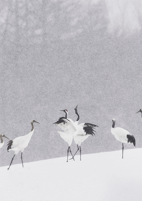 Japanese Cranes / PLATINA