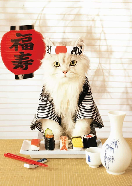 Sushi Cat / platina