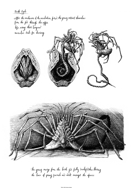 Birth Cycle Alien Sketch / PLATINA