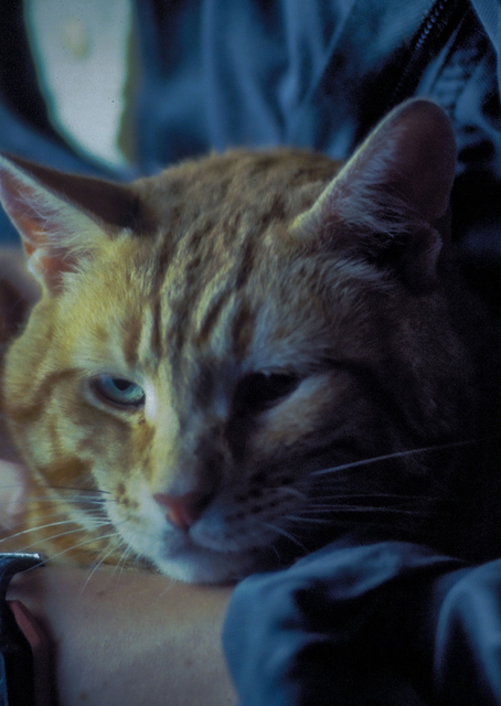 Jonesy The Cat / PLATINA