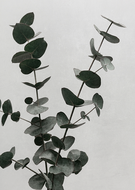 Eucalyptus Natural 04 / PLATINA