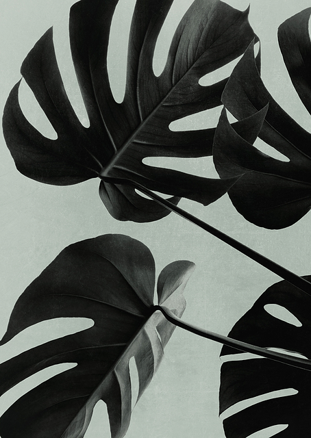 Monstera Teal 08 / PLATINA