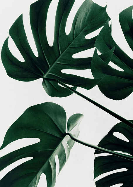 Monstera Natural 43 / PLATINA