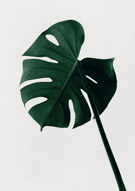 Monstera Natural 07 / PLATINA