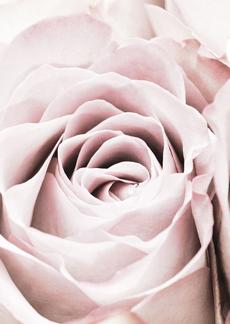 Pink Rose No 06 / PLATINA
