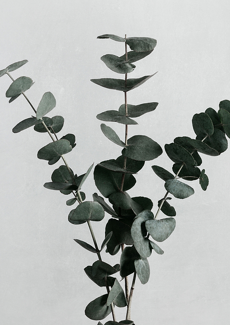 Eucalyptus Natural 01 / PLATINA