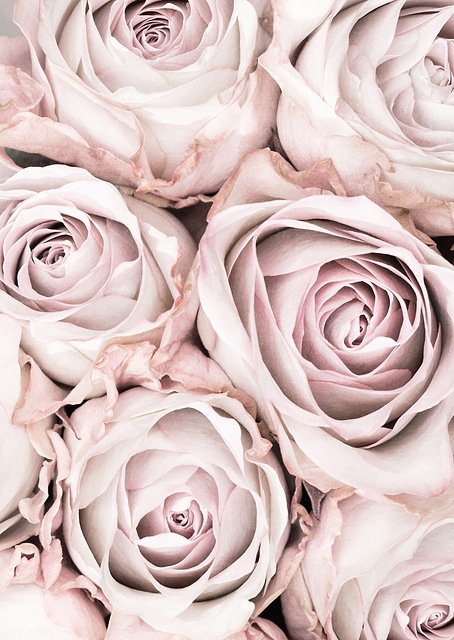 Pink Roses No 01 / PLATINA