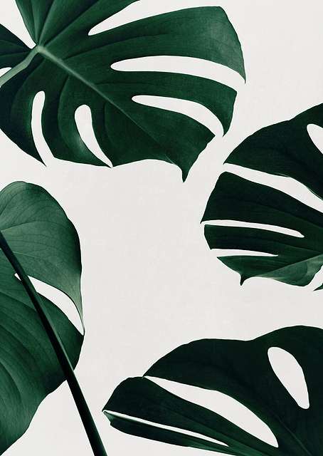Monstera Natural 20 / PLATINA