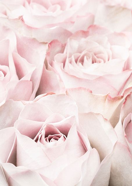 Pink Roses 05 / PLATINA
