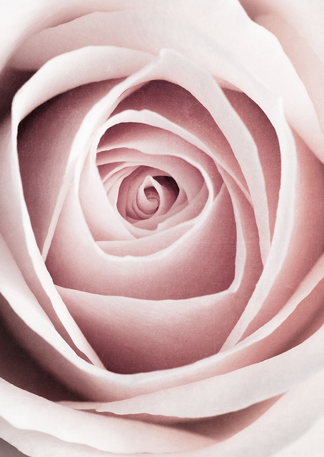 Pink Rose No 1 / PLATINA