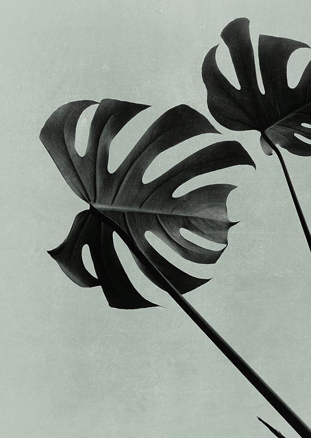 Monstera Teal 09 / PLATINA