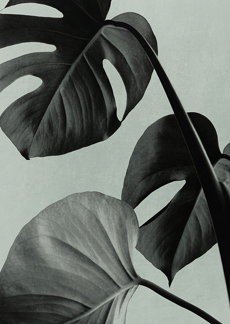 Monstera Teal 07 / PLATINA