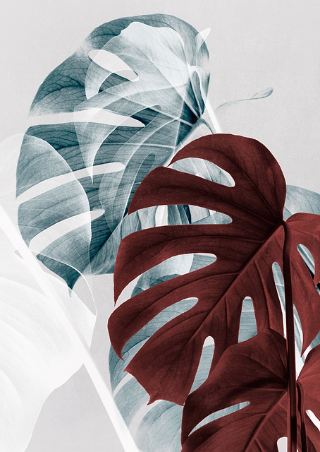 Monstera Creative 18 / PLATINA
