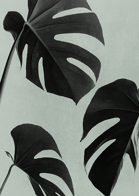 Monstera Teal 05 / PLATINA