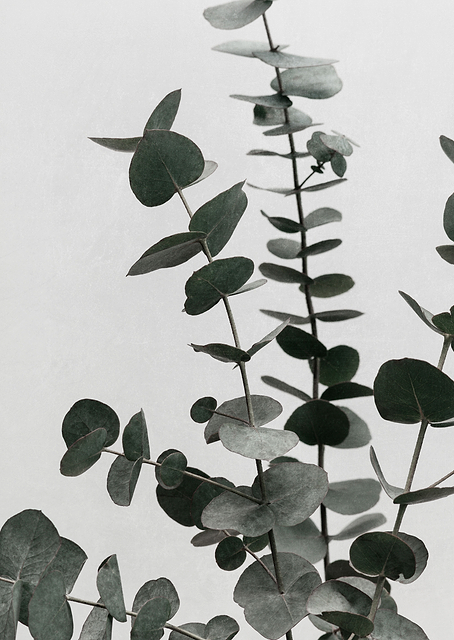Eucalyptus Natural 07 / PLATINA