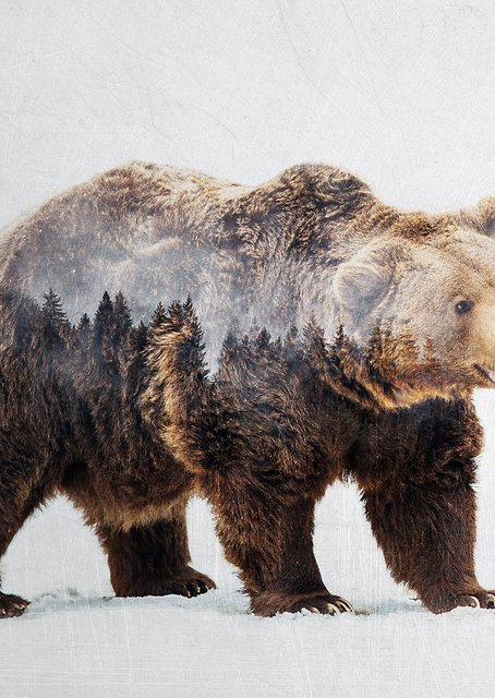 Bear / PLATINA