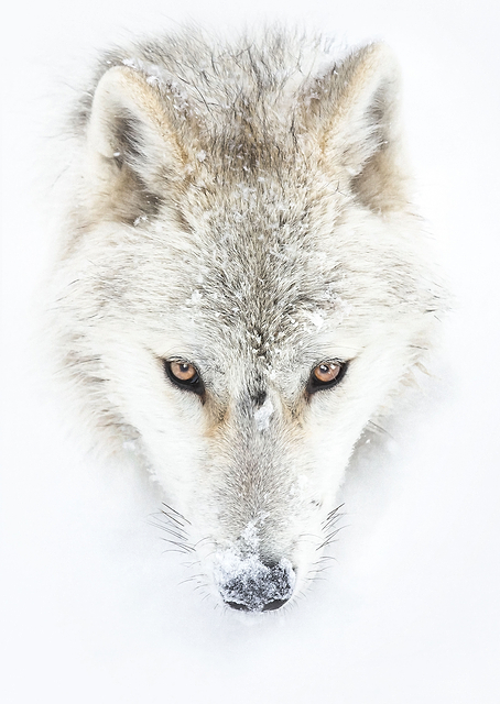 Arctic Wolf Closeup / PLATINA