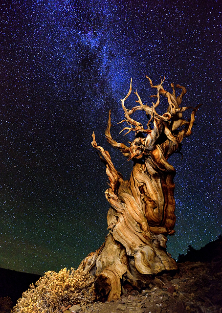 Bristlecone Pine / PLATINA