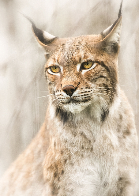 Lynx portrait in the fog / PLATINA