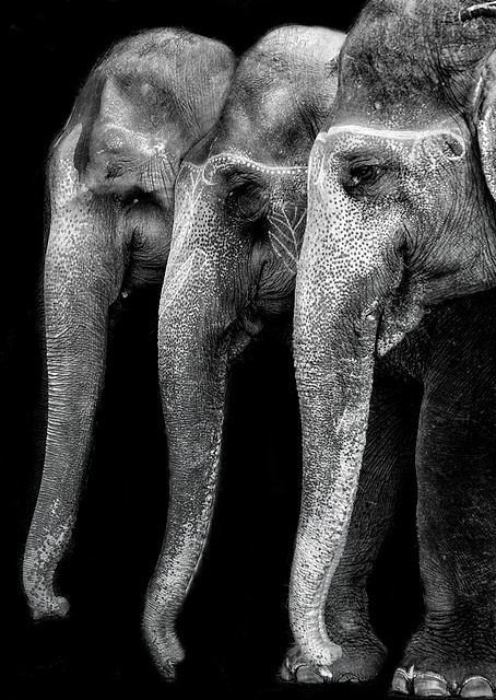 Elephants / PLATINA