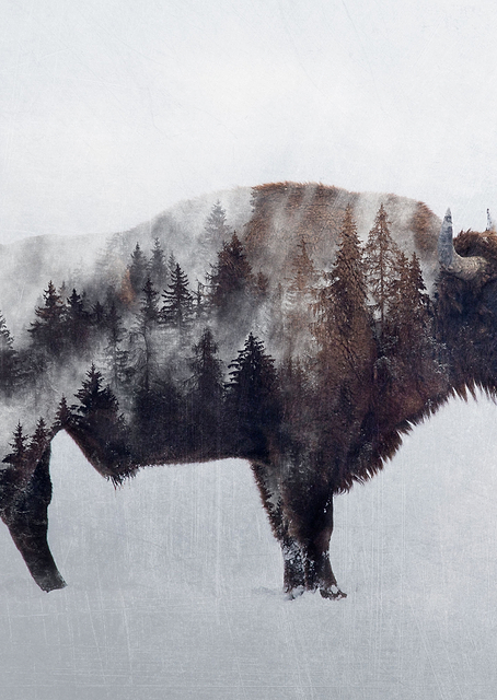 Bison Double Exposure / PLATINA