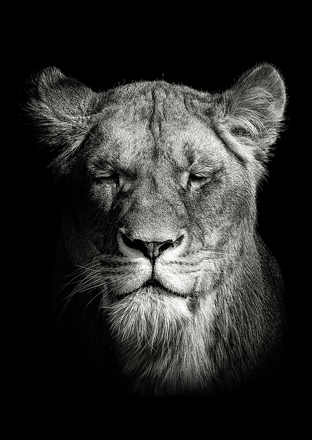 Lioness / PLATINA