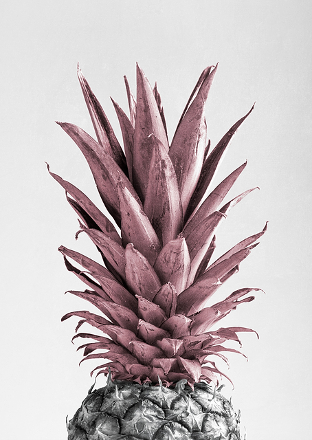 Pineapple Pink / PLATINA