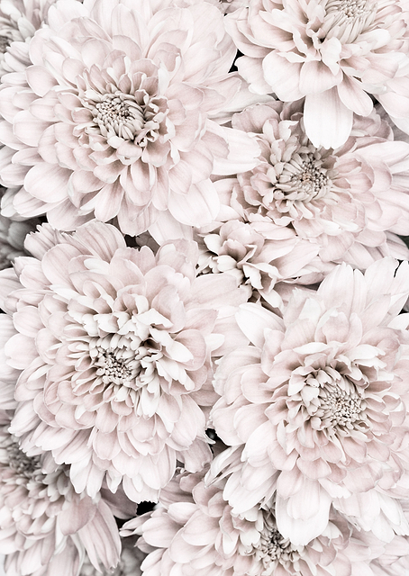 Chrysanthemum No 09 / PLATINA