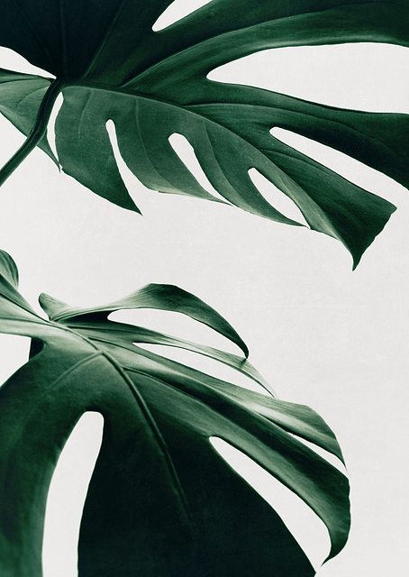 Monstera Natural 12 / PLATINA