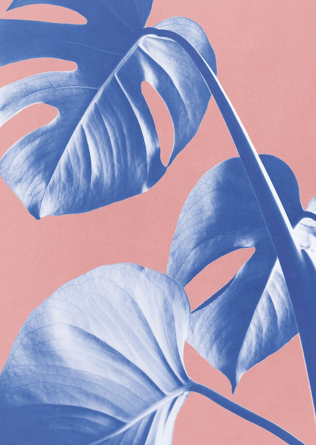 Monstera Purple 05 / PLATINA