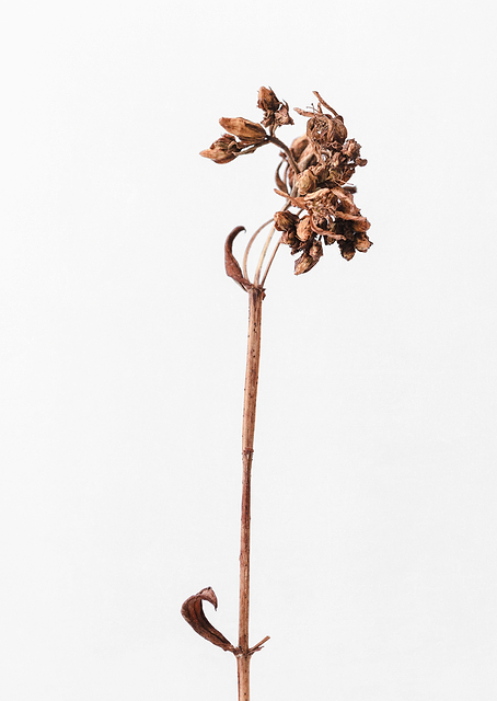Dried brown plant / PLATINA