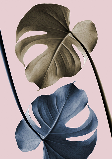 Monstera Pink Light 02 / PLATINA